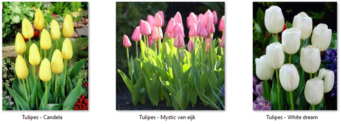 Variétés de Tulipes distribuées par votre agence CENTURY 21 Wilson Immobilier
